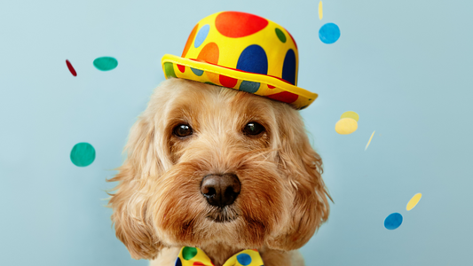 Celebrating Special Occasions with Your Furry Friend: Tips for a Pawsitively Perfect Day